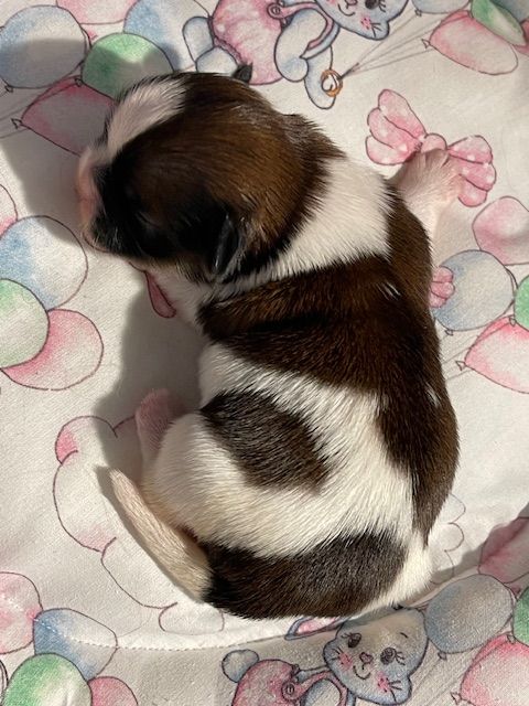 Mandarin Garden's - Chiot disponible  - Shih Tzu