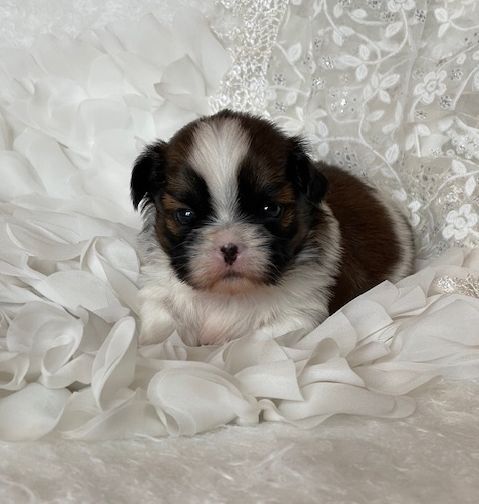 Mandarin Garden's - Chiot disponible  - Shih Tzu