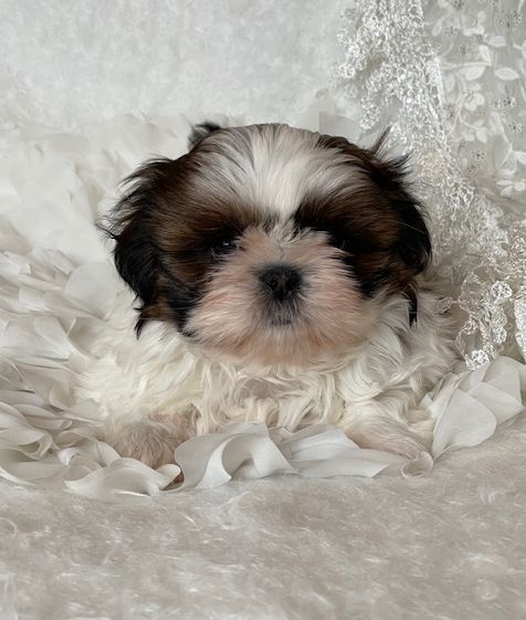 Mandarin Garden's - Chiot disponible  - Shih Tzu