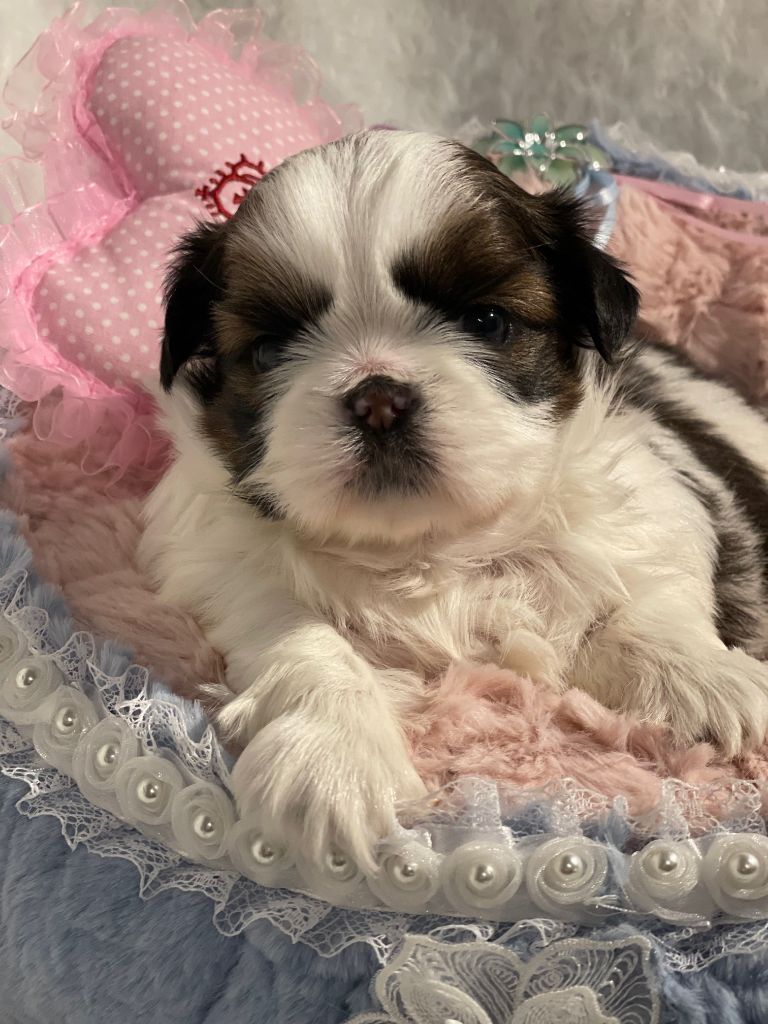 Mandarin Garden's - Chiot disponible  - Shih Tzu