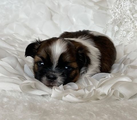 Mandarin Garden's - Chiot disponible  - Shih Tzu