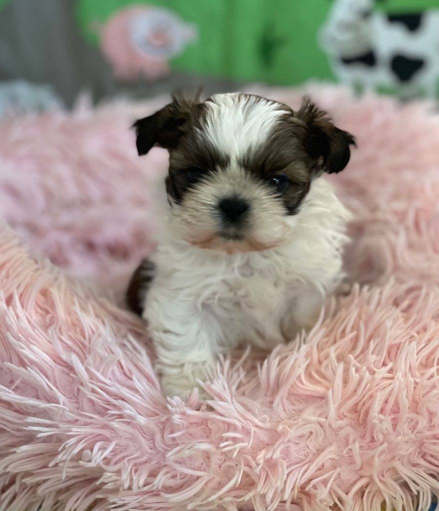 Mandarin Garden's - Chiot disponible  - Shih Tzu