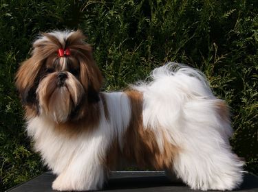 Mandarin Garden's En vogue