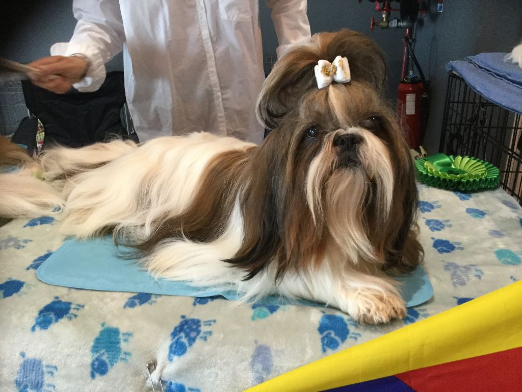 Mandarin Garden's My fire star