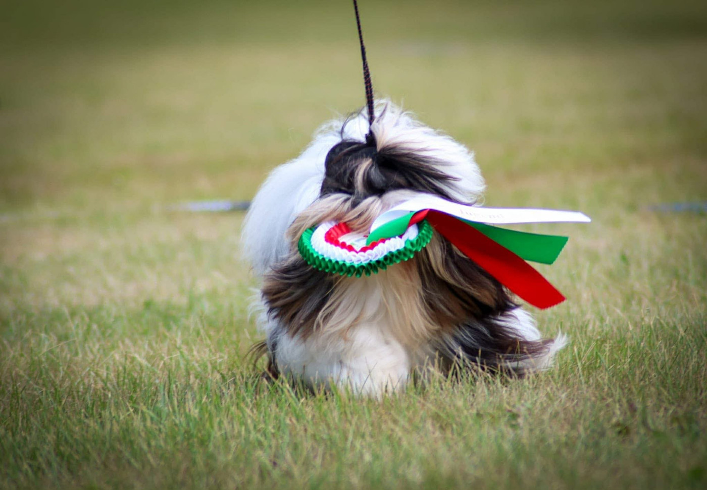 Donald Z Karpatskih Zemel