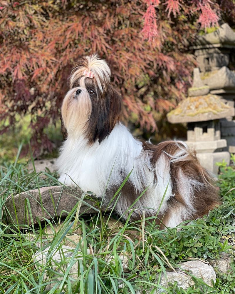 Mandarin Garden's Vanity Fair