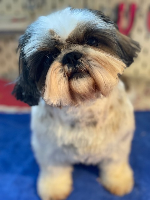 Shih Tzu senior à placer en de bonnes mains!