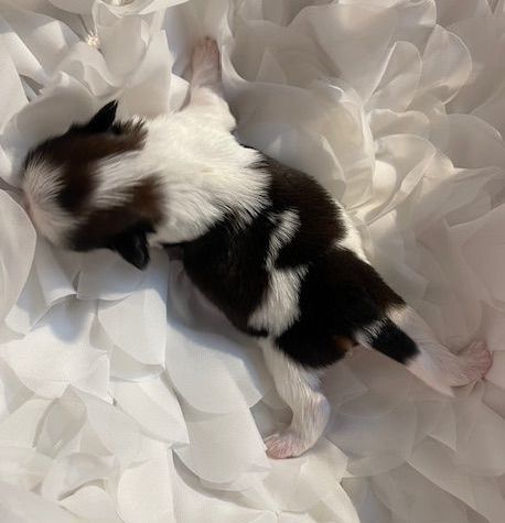 Mandarin Garden's - Chiots disponibles - Shih Tzu