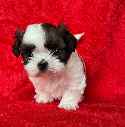 Mandarin Garden's - Chiots disponibles - Shih Tzu