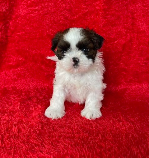 Mandarin Garden's - Chiots disponibles - Shih Tzu