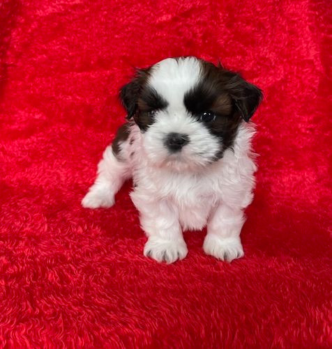 Mandarin Garden's - Chiots disponibles - Shih Tzu