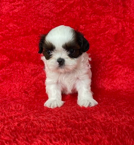 Mandarin Garden's - Chiots disponibles - Shih Tzu
