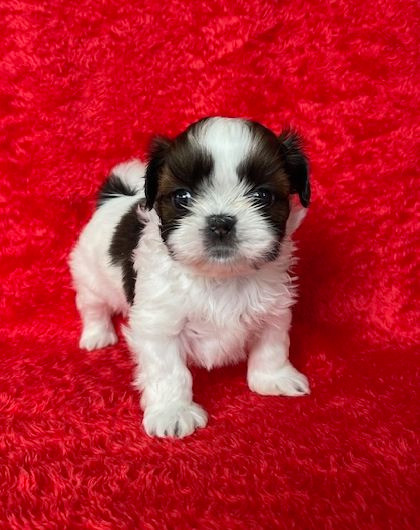 Mandarin Garden's - Chiots disponibles - Shih Tzu