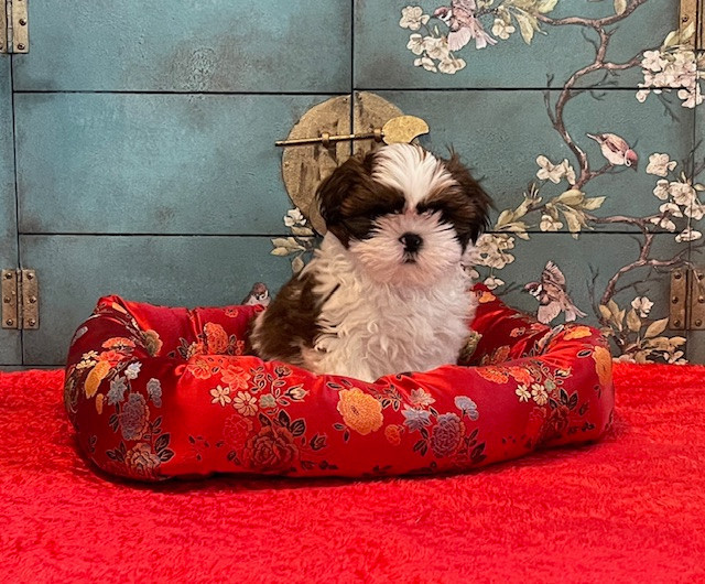 Mandarin Garden's - Chiots disponibles - Shih Tzu