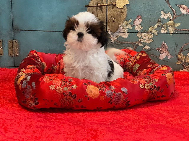 Mandarin Garden's - Chiots disponibles - Shih Tzu