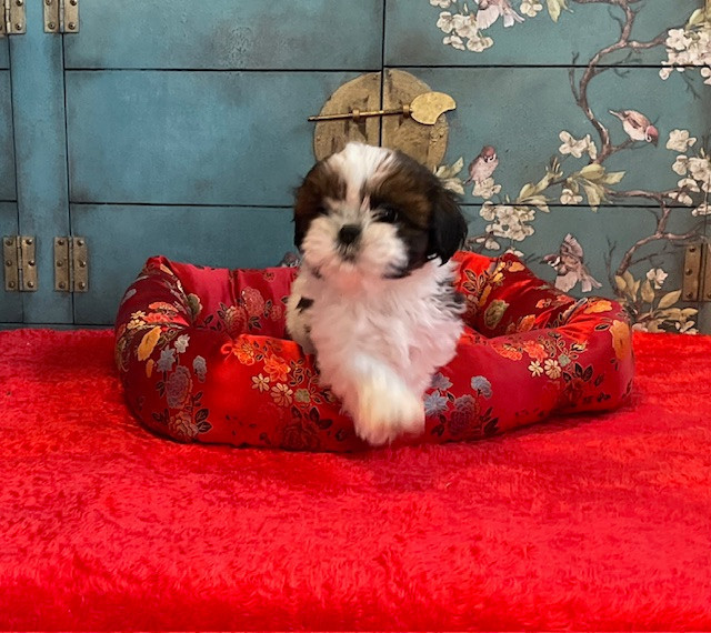 Mandarin Garden's - Chiots disponibles - Shih Tzu