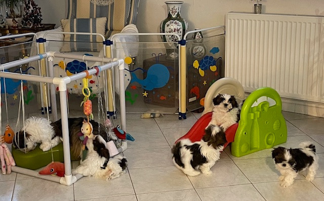 Chiot Shih Tzu Mandarin Garden's