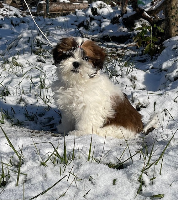 Mandarin Garden's - Chiots disponibles - Shih Tzu
