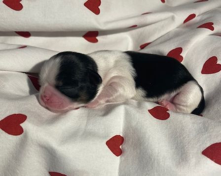 Mandarin Garden's - Chiots disponibles - Shih Tzu