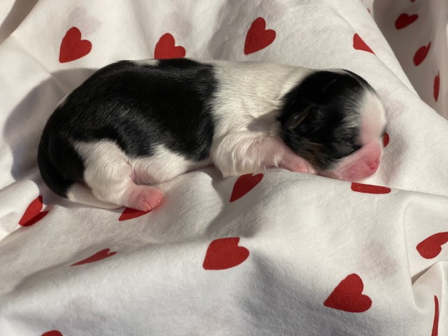 Mandarin Garden's - Chiots disponibles - Shih Tzu