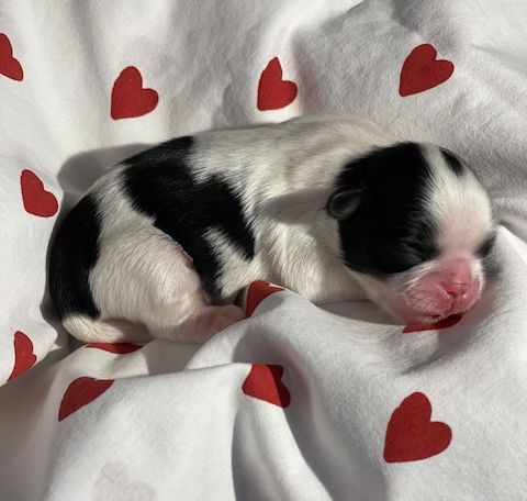 Mandarin Garden's - Chiots disponibles - Shih Tzu