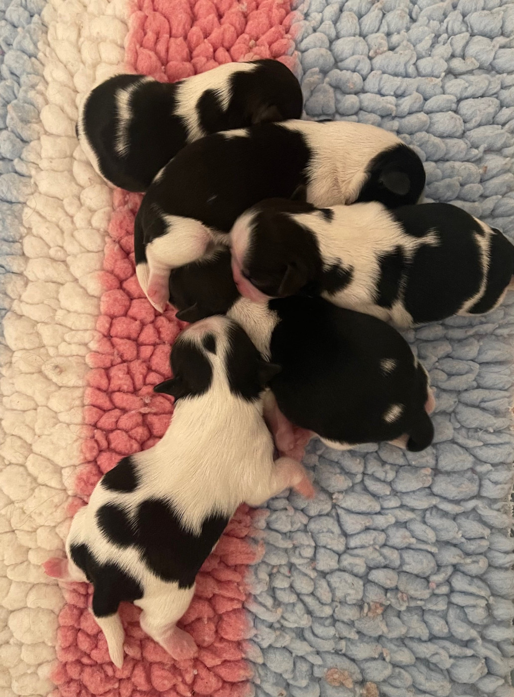 Chiot Shih Tzu Mandarin Garden's