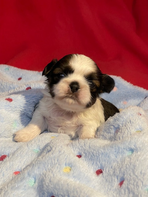 Mandarin Garden's - Chiots disponibles - Shih Tzu