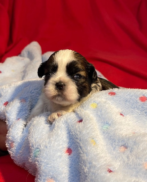 Mandarin Garden's - Chiots disponibles - Shih Tzu