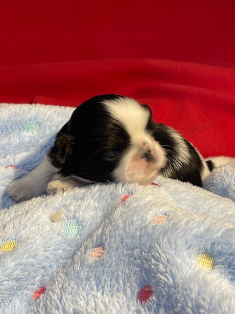 Mandarin Garden's - Chiots disponibles - Shih Tzu