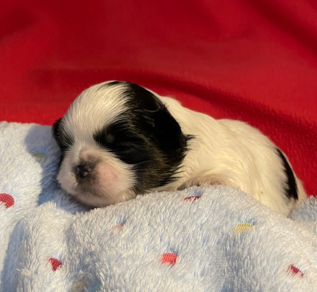 Mandarin Garden's - Chiots disponibles - Shih Tzu
