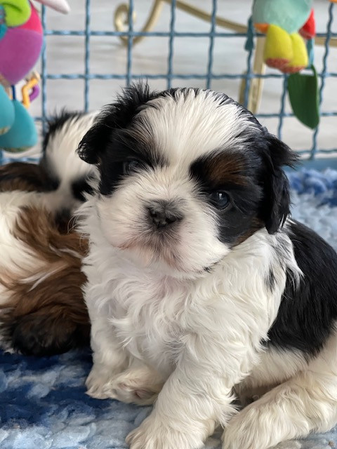 Mandarin Garden's - Chiots disponibles - Shih Tzu