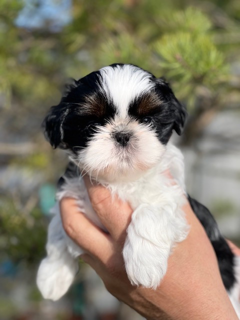 Mandarin Garden's - Chiots disponibles - Shih Tzu