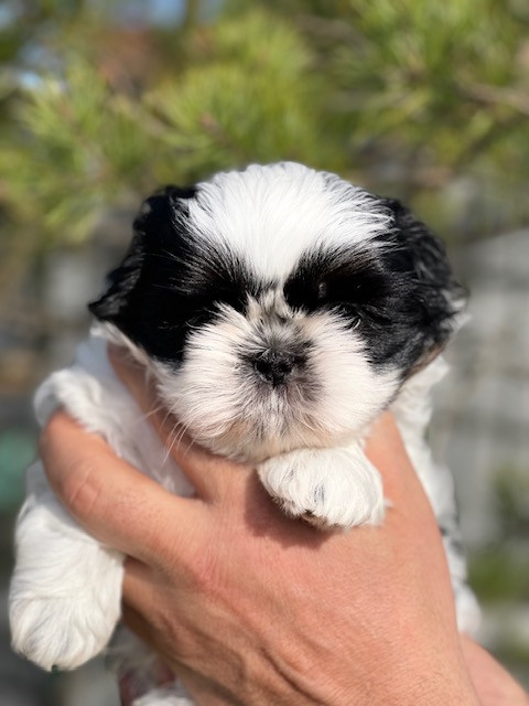 Mandarin Garden's - Chiots disponibles - Shih Tzu