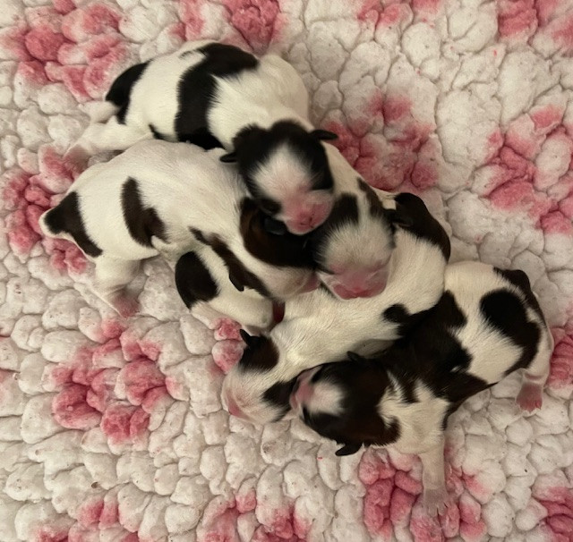 Chiot Shih Tzu Mandarin Garden's