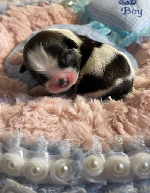 Mandarin Garden's - Chiots disponibles - Shih Tzu