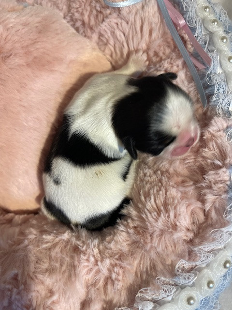 Mandarin Garden's - Chiots disponibles - Shih Tzu