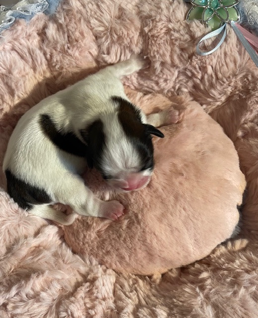 Mandarin Garden's - Chiots disponibles - Shih Tzu