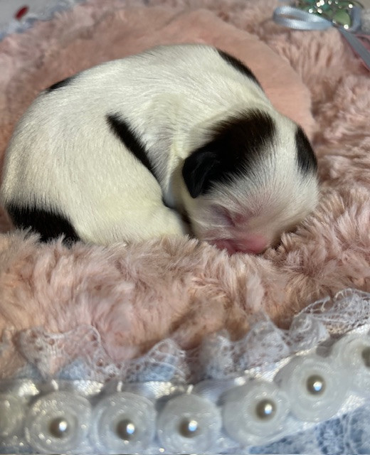 Mandarin Garden's - Chiots disponibles - Shih Tzu