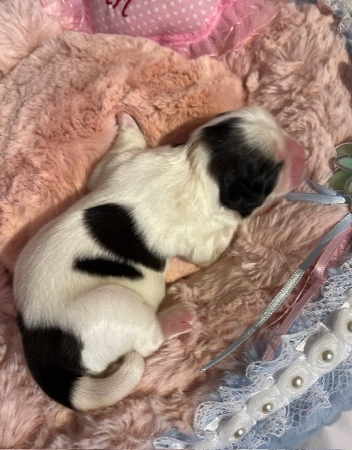 Mandarin Garden's - Chiots disponibles - Shih Tzu