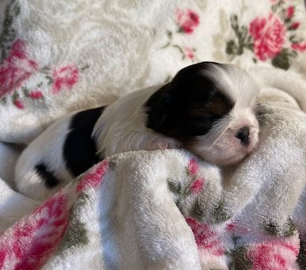 Mandarin Garden's - Chiots disponibles - Shih Tzu
