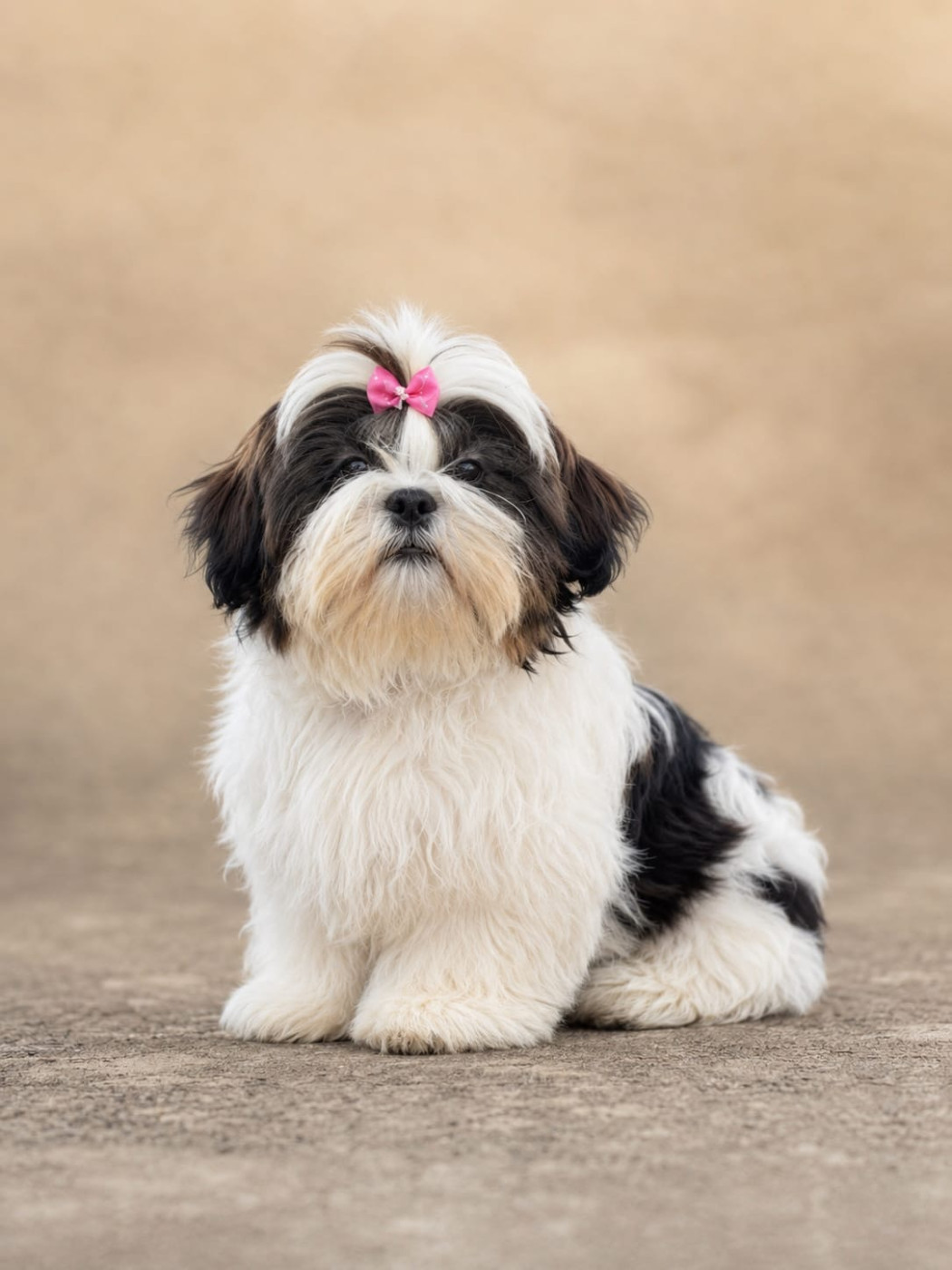 Mandarin Garden's - Chiots disponibles - Shih Tzu