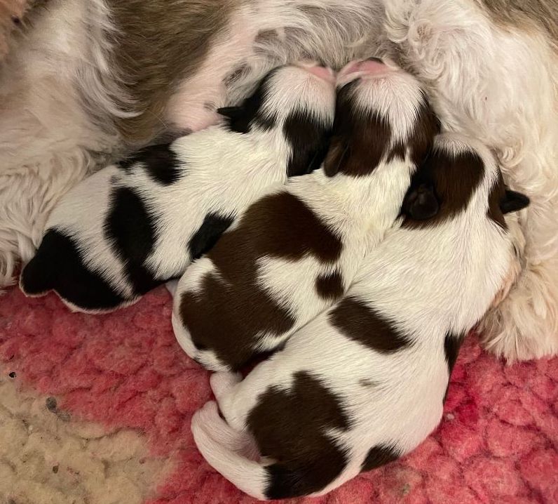 Chiot Shih Tzu Mandarin Garden's