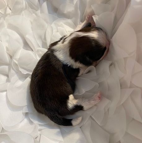 Mandarin Garden's - Chiots disponibles - Shih Tzu
