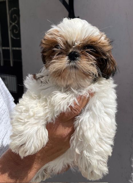 Mandarin Garden's - Chiots disponibles - Shih Tzu