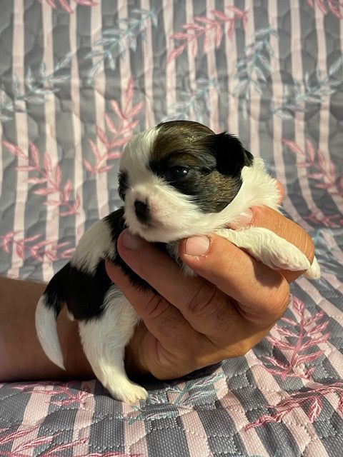Mandarin Garden's - Chiots disponibles - Shih Tzu
