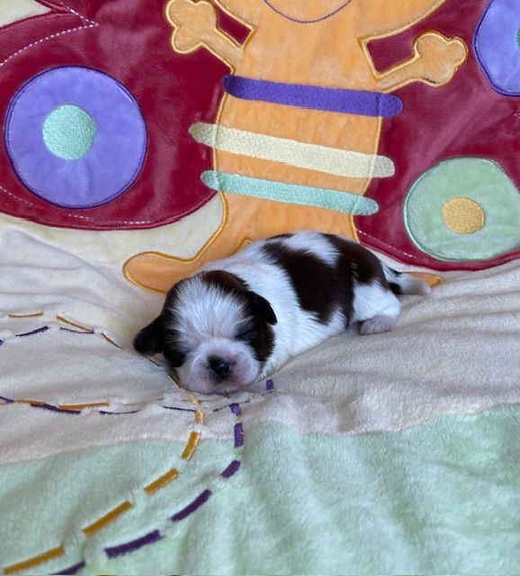 Mandarin Garden's - Chiots disponibles - Shih Tzu