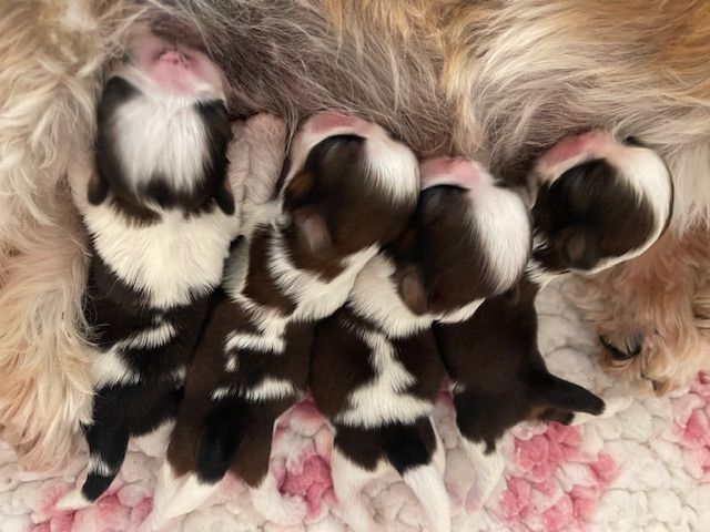 Chiot Shih Tzu Mandarin Garden's