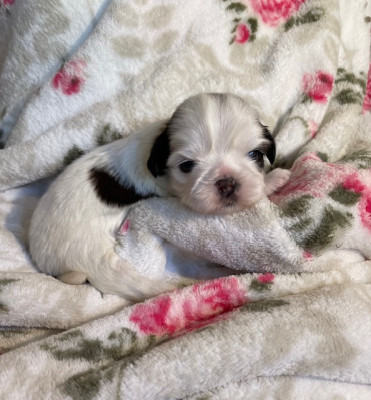 Chiot N°4