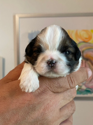 Chiot N°3