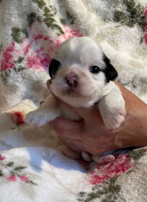 Chiot N°5